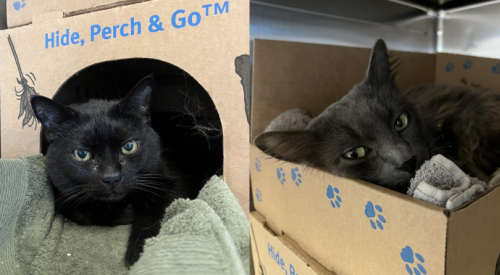 BC SPCA rescues pair of cats found in abandoned vehicle